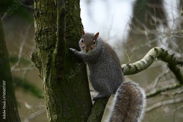 Obraz squirrel holding the tree looking at you