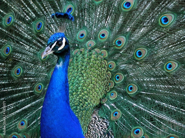 Fototapeta Pfau_02