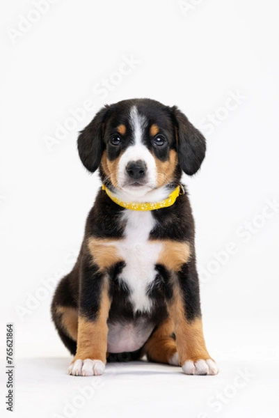 Fototapeta Entlebucher Mountain Dog puppy on a white background in the studio