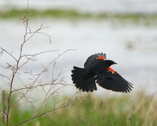 Obraz Red Winged Black Bird in Flight
