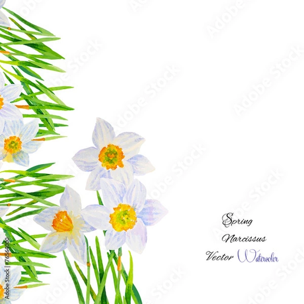 Fototapeta Background with Narcissuses1-04