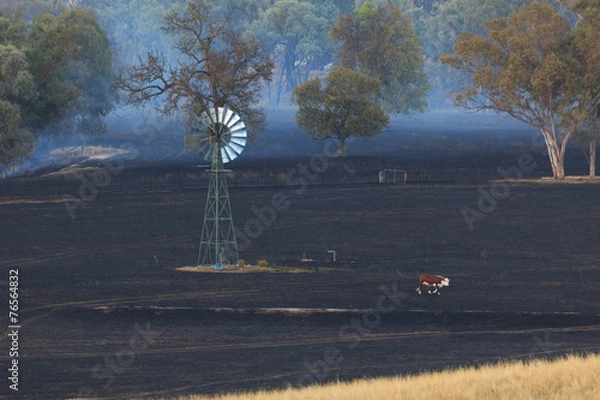 Obraz Lone Cow at Bushfire Aftermath