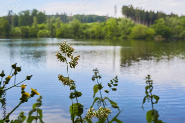 Fototapeta Möhnesee-Wamel, Möhnetal, Südufer, Kreis Soest, NRW, DE, Germany 