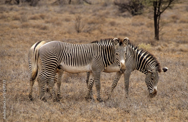 Fototapeta Zébre de Grévy, Equus grevyi grevyi, Parc national de Samburu, Kenya