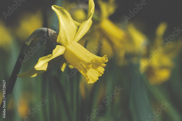 Fototapeta Beautiful Picture of Yellow Easter Flowers in a blurred field of Easter flowers. March 2024. Location: Antwerp, Belgium