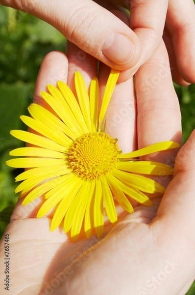 Fototapeta Divination