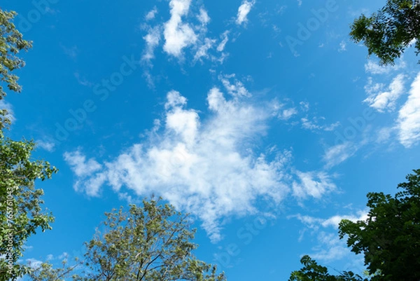 Fototapeta Low angle view of tropical trees and blue sky with cloud