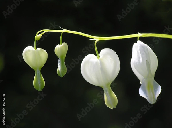 Fototapeta dicentra formosa