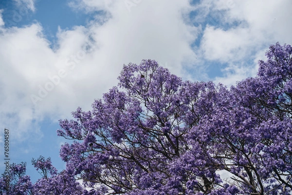 Fototapeta jacaranda tree at full bloom at Grafton kogarah, australia