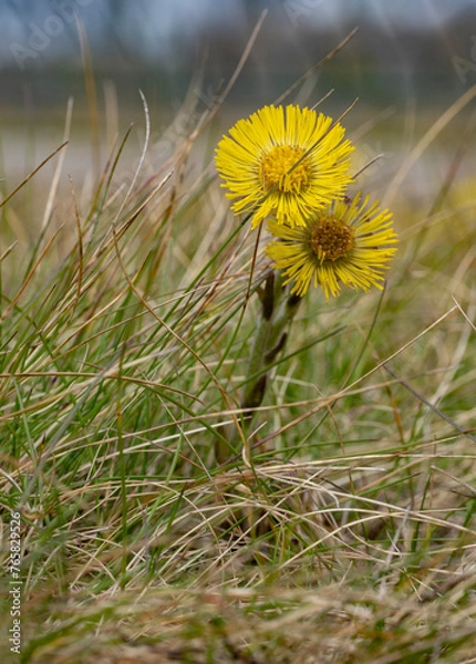 Fototapeta coltsfoot