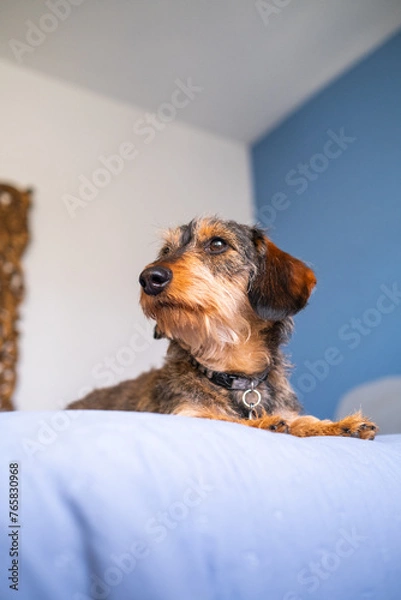 Fototapeta Portrait of a wirehaired dachshund on a blue bed of his masters. he is looking at his side