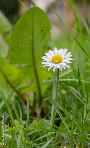 Fototapeta daisy in grass
