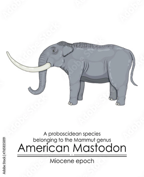 Fototapeta American Mastodon, a proboscidean species belonging to the Mammut genus from Miocene epoch.