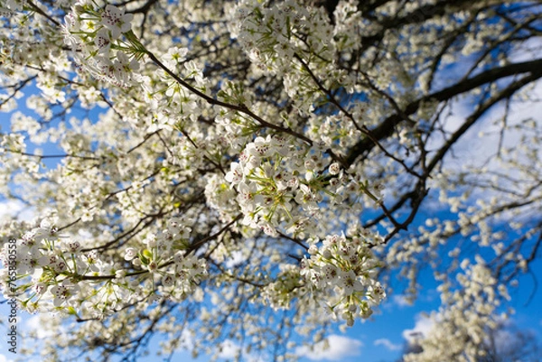 Obraz Spring Pear Tree White Blossoms