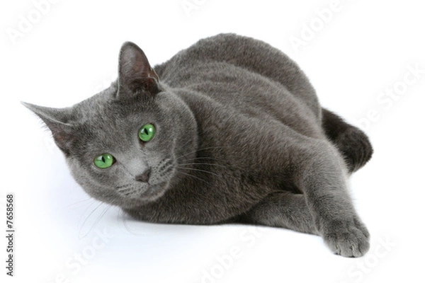 Fototapeta Russian blue cat over white background