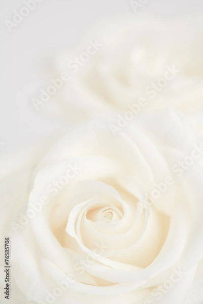 Fototapeta Ivory roses close up