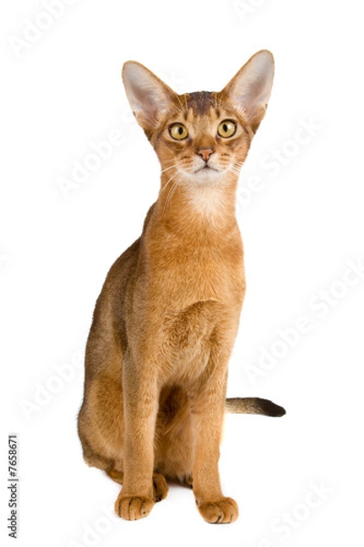 Obraz Abyssinian cat over white background