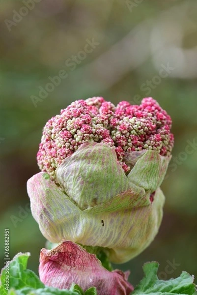Obraz Red rhubarb blossom as a close up