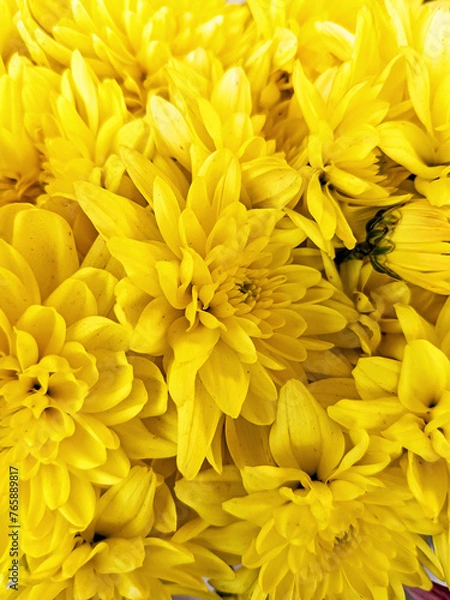 Fototapeta Yellow chrysanthemum flowers blooming in garden. Spring flowers as background
