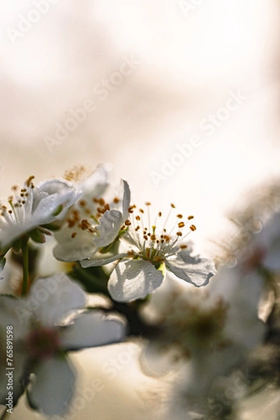 Obraz frühlingserwachen