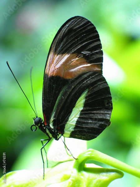 Obraz green, orange and black butterfly at rest
