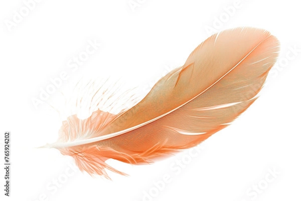 Fototapeta feather isolated on white background