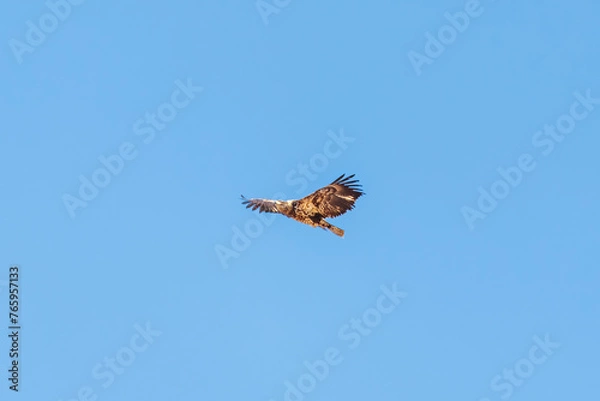 Obraz hawk soaring 5