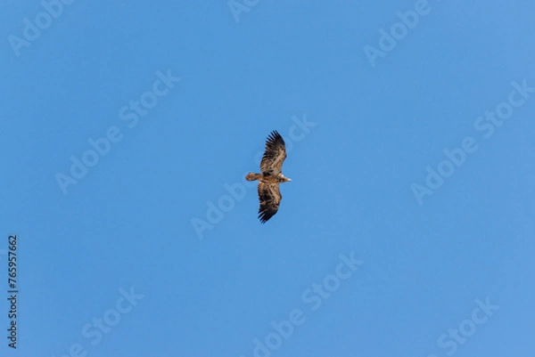 Obraz hawk in flight 4