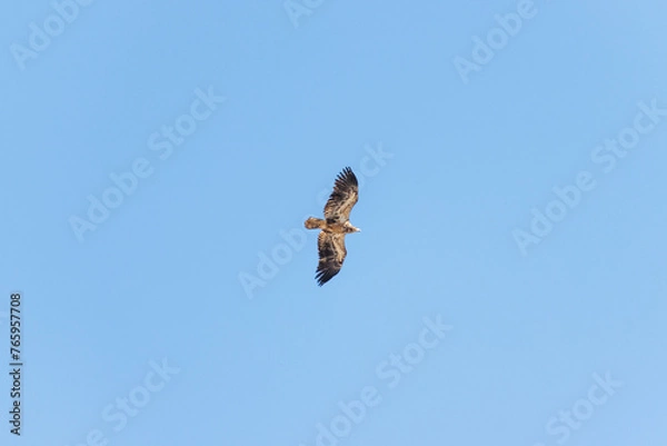 Obraz hawk in flight 3