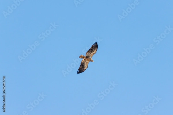 Obraz red tailed hawk
