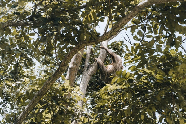 Fototapeta sloth on a tree in costarica tropical forest