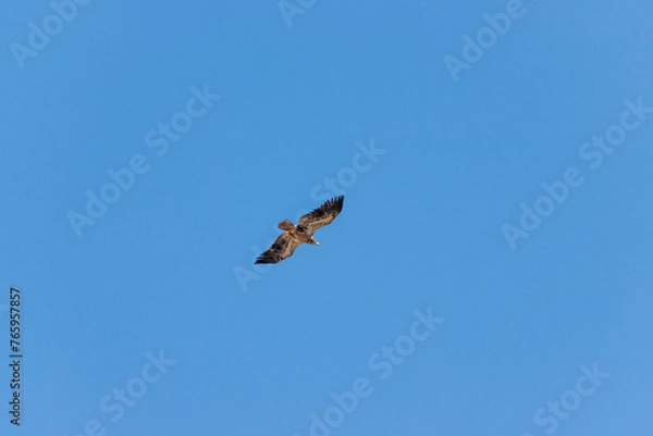 Fototapeta hawk in flight