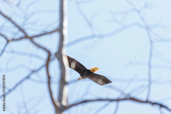 Obraz eagle soaring behind the trees