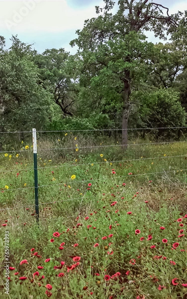 Obraz wildflowers by fence
