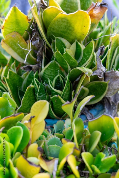 Obraz flower leaves from above