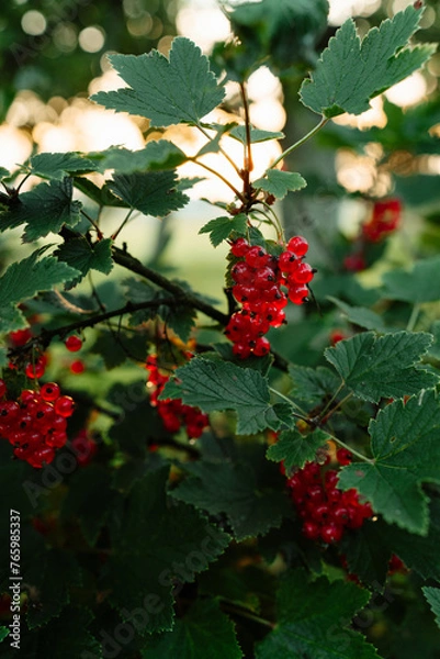 Obraz red berries on a bush