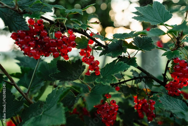 Obraz red berries on a bush