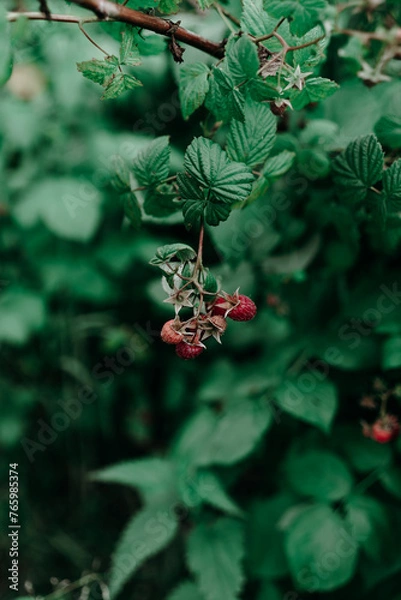 Obraz berries on a bush