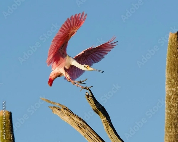 Obraz Roseate Spoonbill ready for landing
