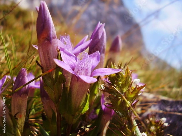 Obraz gentian