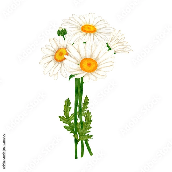 Obraz Chamomile flowers bouquet watercolor isolated illustration. Hand drawn white wildflowers with green leaves and buds in simple sketch style for spring cards and herbal natural cosmetics design