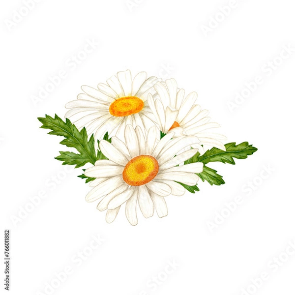Obraz Chamomile flowers and leaves watercolor isolated illustration. Hand drawn white wildflowers with green leaves and buds in simple sketch style for spring cards and herbal natural cosmetics design