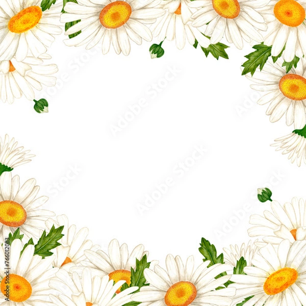 Obraz Frame banner made of watercolor white flowers and leaves. Hand drawn illustration of chamomile wildflowers for design of spring cards and wedding and birthday invitations.