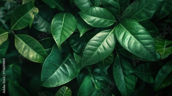 Fototapeta abstract green leaf texture nature background tropical leaf 