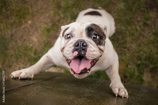 Obraz English bulldog trying to reach cookie