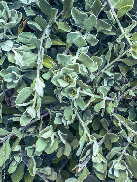 Obraz natural green wallpaper and background