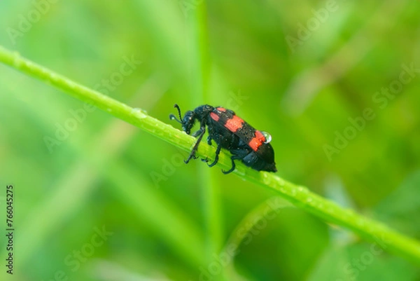 Fototapeta Red Bug or Trichodes apiarius