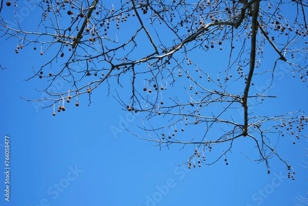 Fototapeta 実を生したプラタナス