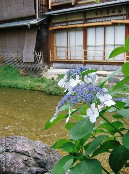 Obraz 祇園白川に咲いていた紫陽花