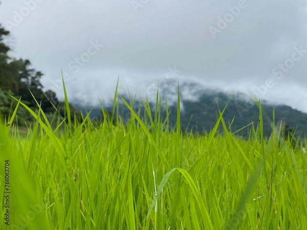 Obraz Green paddy in rice field under blue sky in the day. Real nature at the rural. Real nature of countryside in the evening.